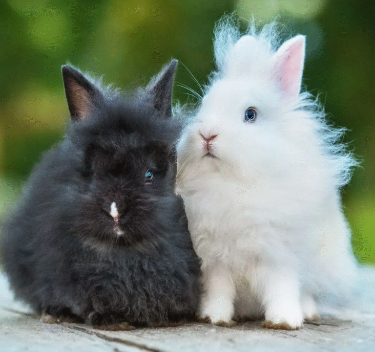 Angora Bunny Rabbits