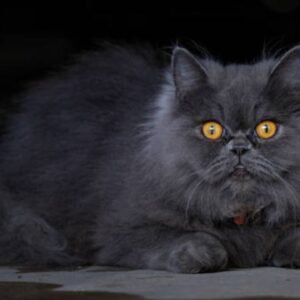 Black Persian Cat