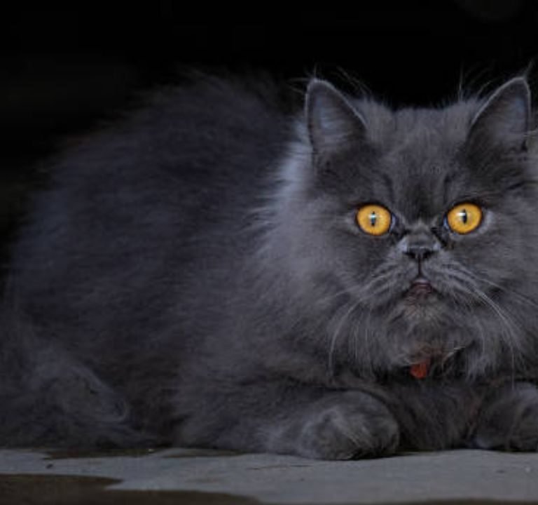 Black Persian Cat