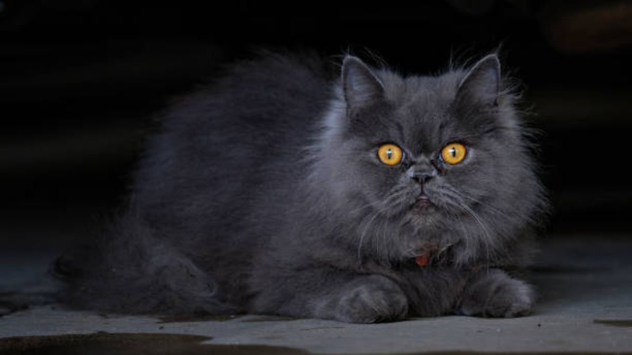 Black Persian Cat