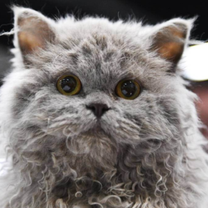 Cat Breeds with Curly Hair