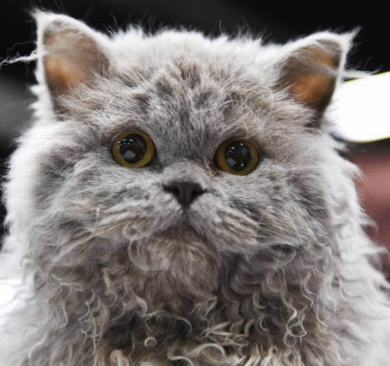 Cat Breeds with Curly Hair