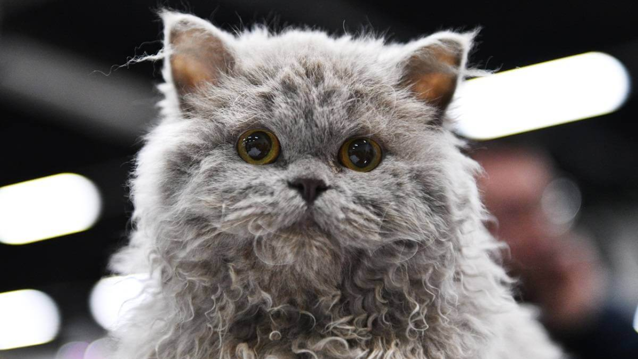 Cat Breeds with Curly Hair