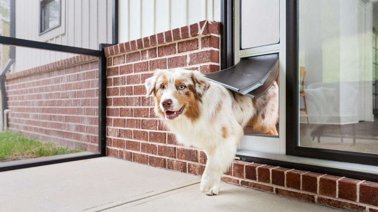 Dog Screen Door