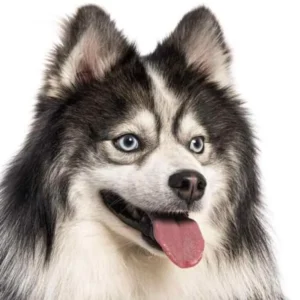 Pomsky Dog