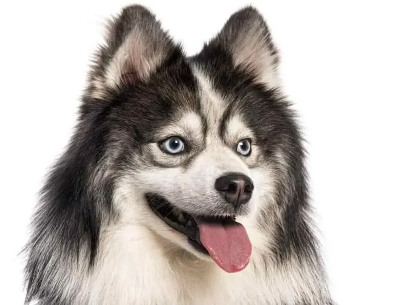 Pomsky Dog