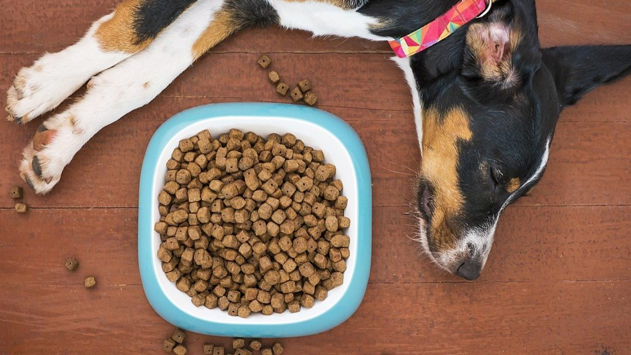 High Fiber Dog Food