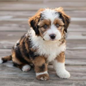 Mini Aussiedoodle