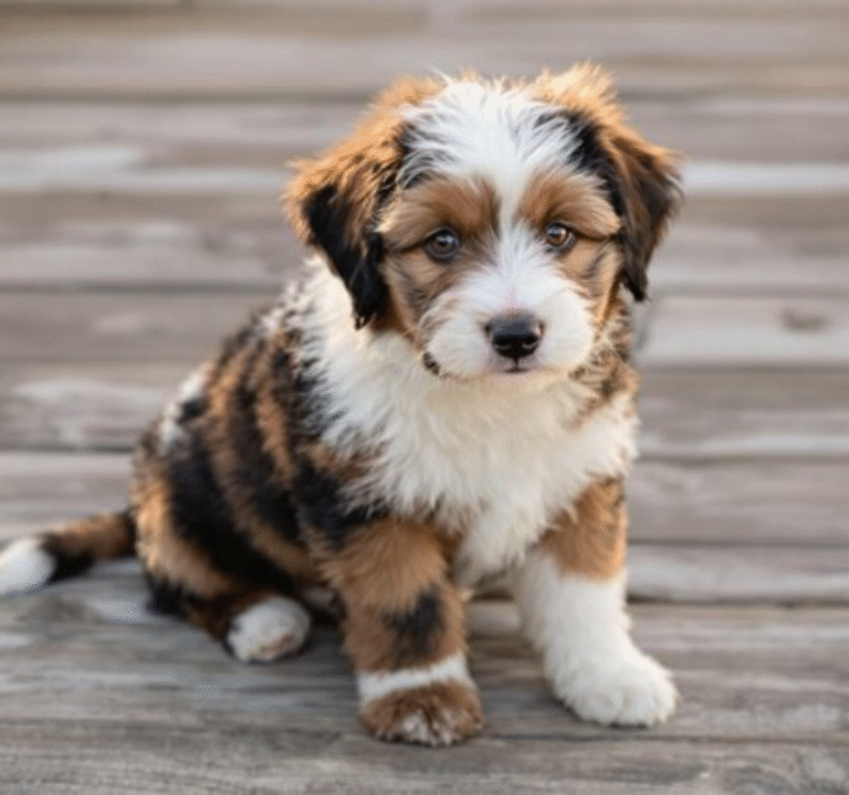 Mini Aussiedoodle