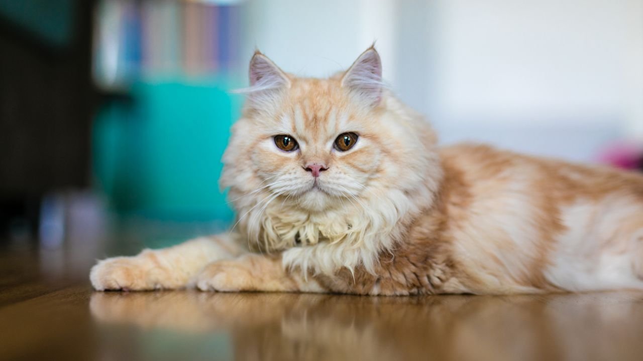 Persian Cat