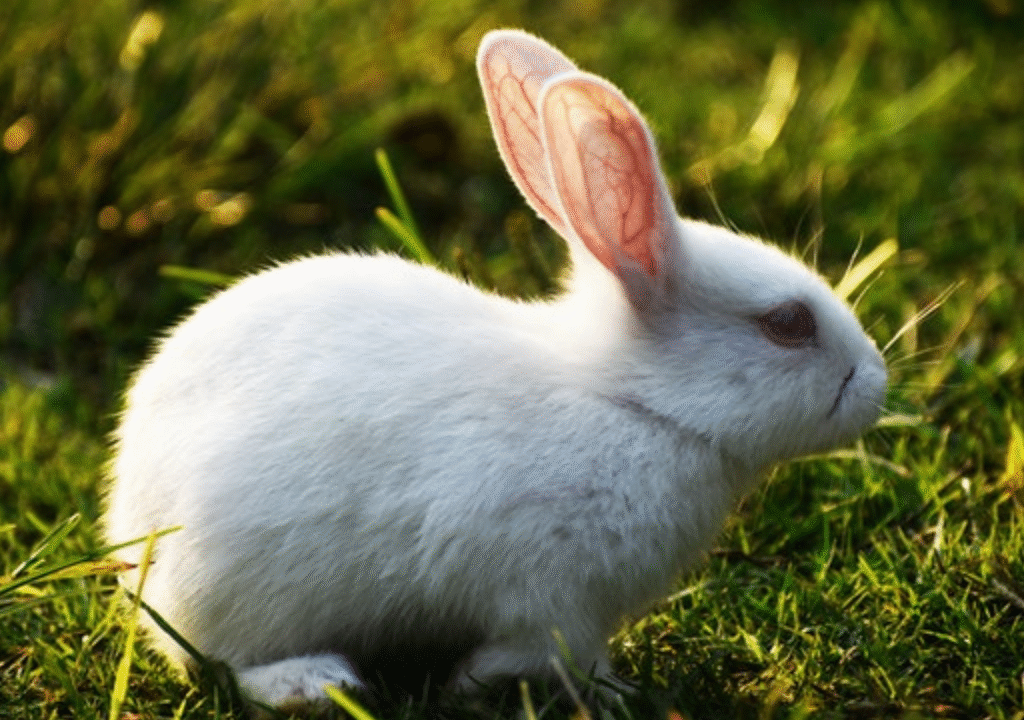 Polish Bunny
