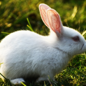 Polish Bunny