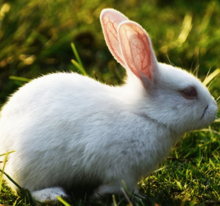 Polish Bunny