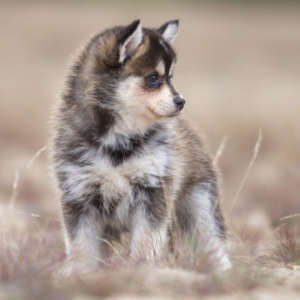 Pomsky