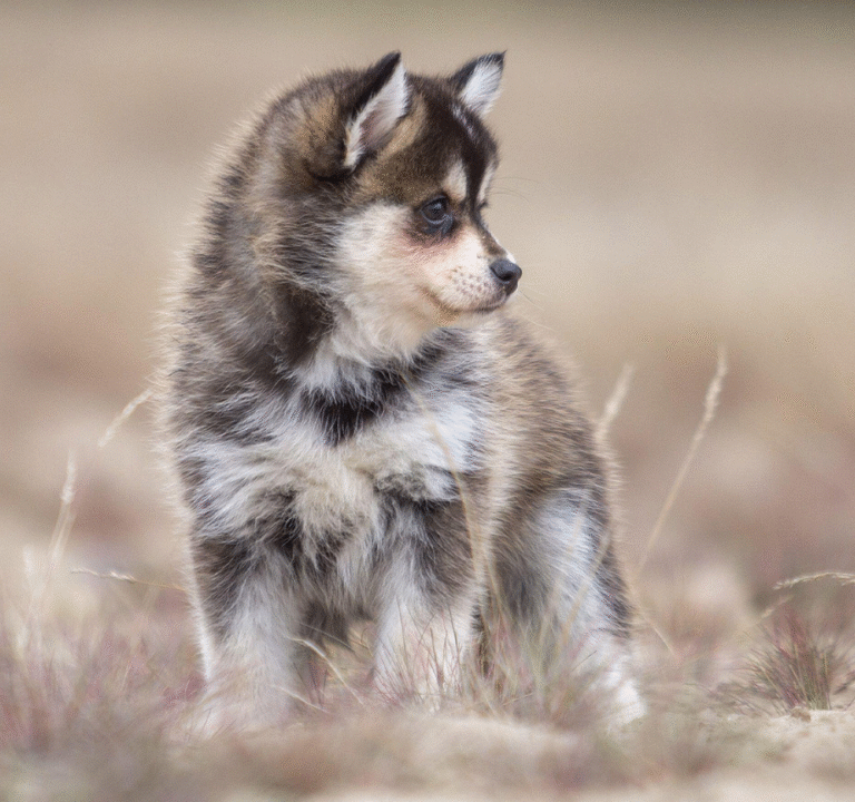 Pomsky