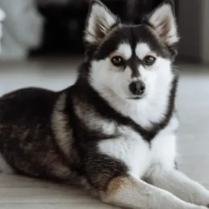 Pomsky Life Expectancy