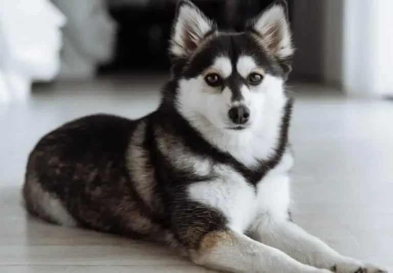 Pomsky Life Expectancy