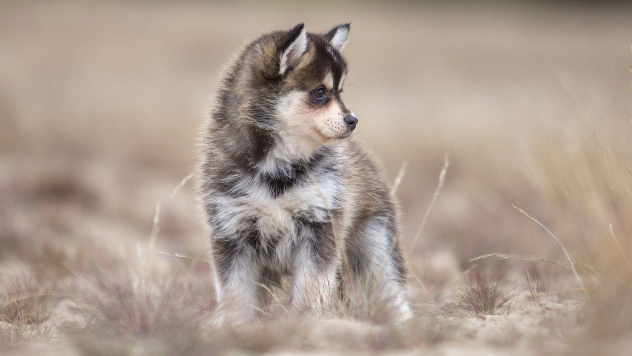 Pomsky