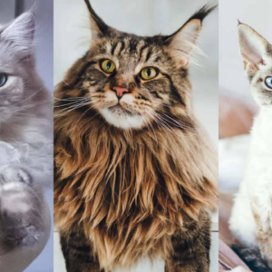 Top Cat Breeds