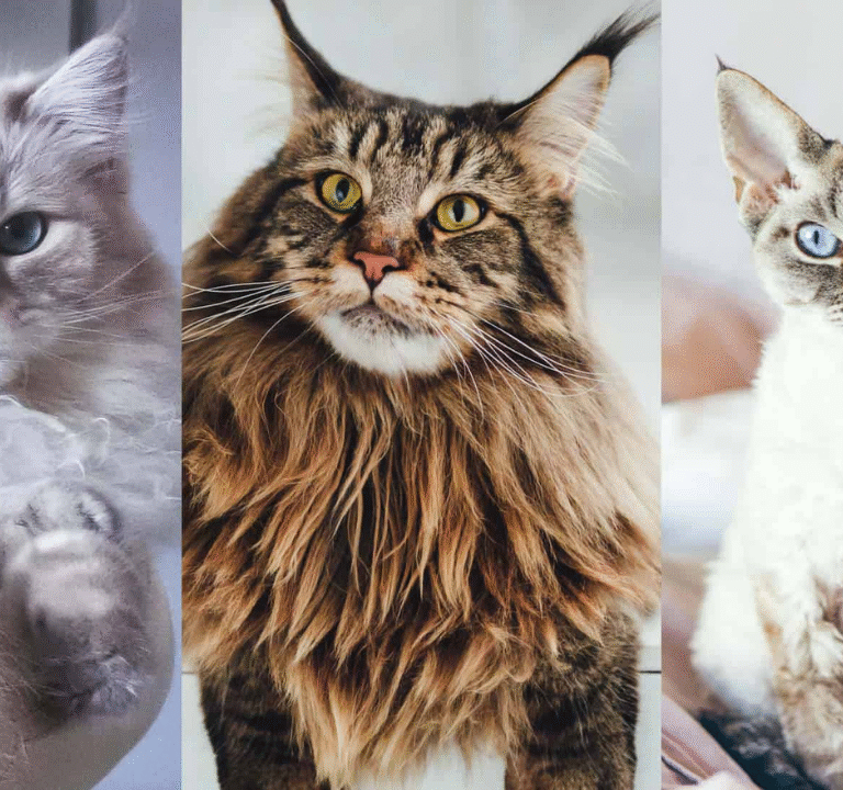 Top Cat Breeds