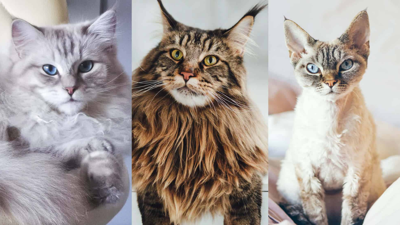Top Cat Breeds