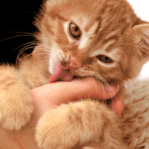 Why Do Cats Lick YouWhy Do Cats Lick You