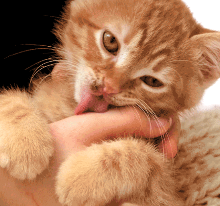Why Do Cats Lick YouWhy Do Cats Lick You