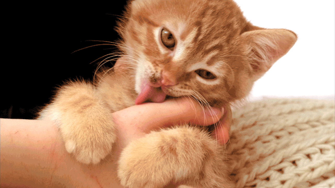 Why Do Cats Lick YouWhy Do Cats Lick You