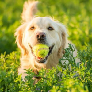 Why Do Dogs Love Tennis Balls