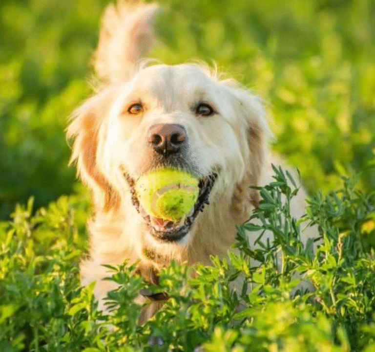 Why Do Dogs Love Tennis Balls