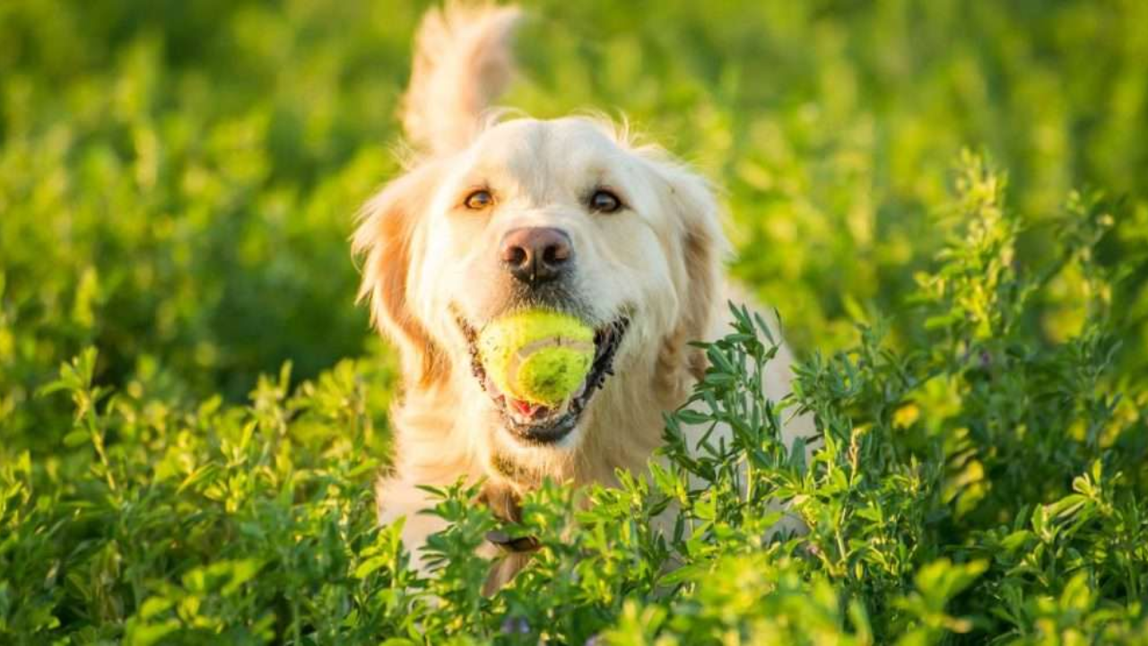 Why Do Dogs Love Tennis Balls