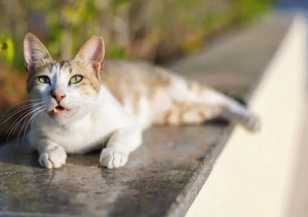 Why Is My Cat Coughing