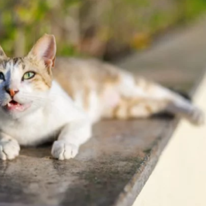 Why Is My Cat Coughing