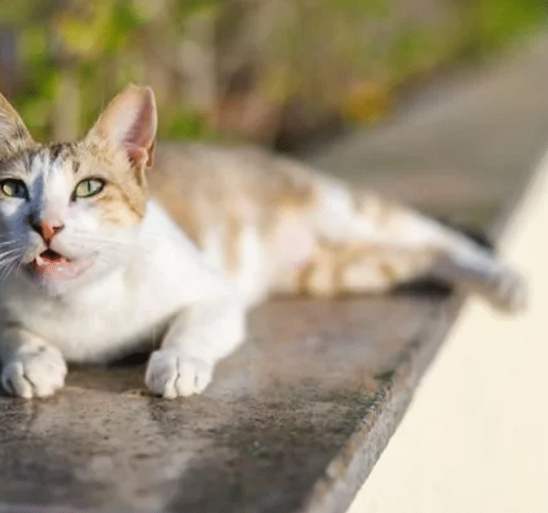 Why Is My Cat Coughing