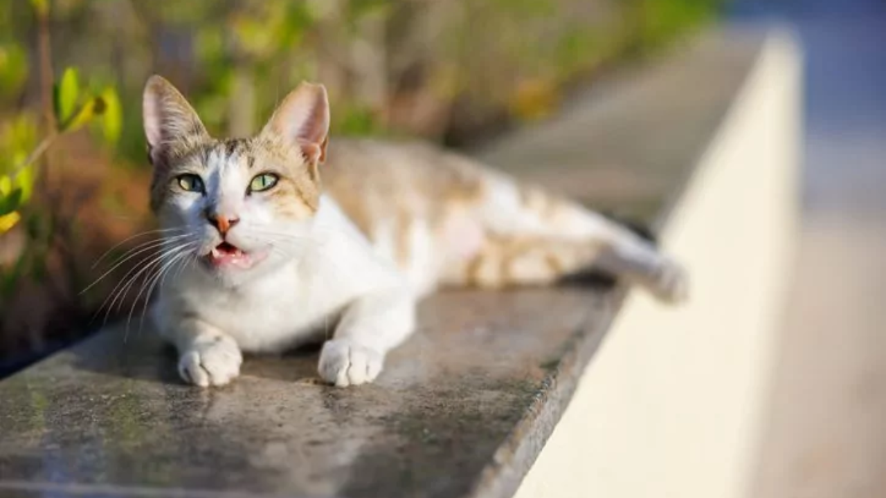 Why Is My Cat Coughing
