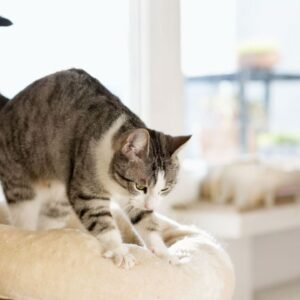 Why Do Cats Make Biscuits?