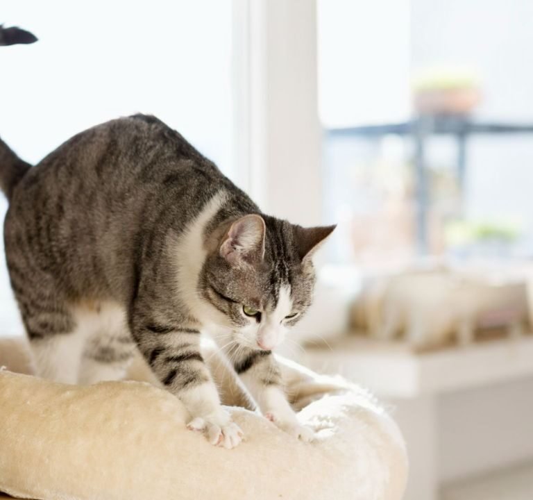 Why Do Cats Make Biscuits?
