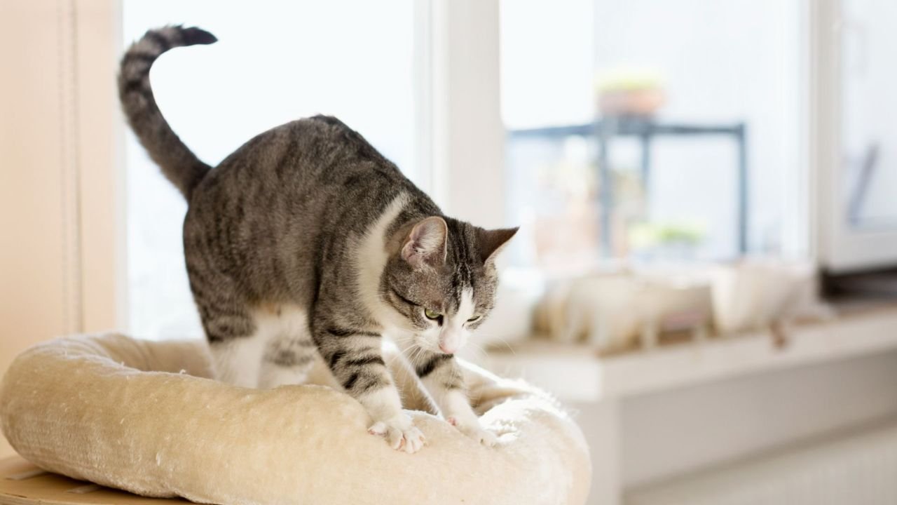 Why Do Cats Make Biscuits?