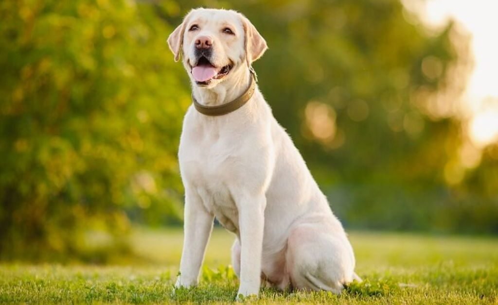 What Is Bad About Labrador Retrievers