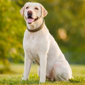 What Is Bad About Labrador Retrievers