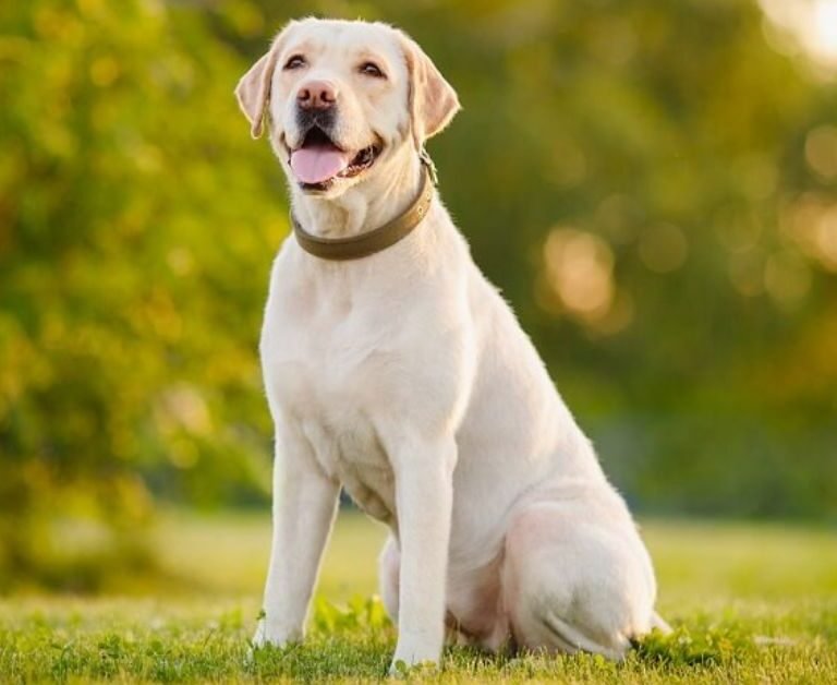 What Is Bad About Labrador Retrievers