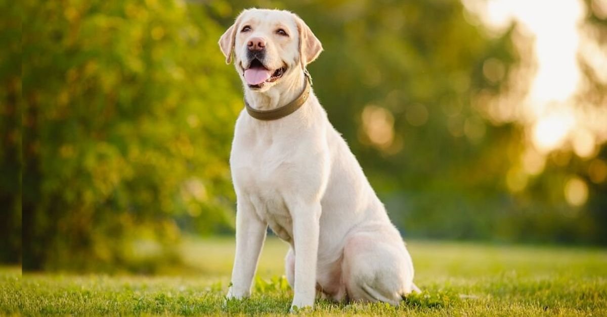 What Is Bad About Labrador Retrievers