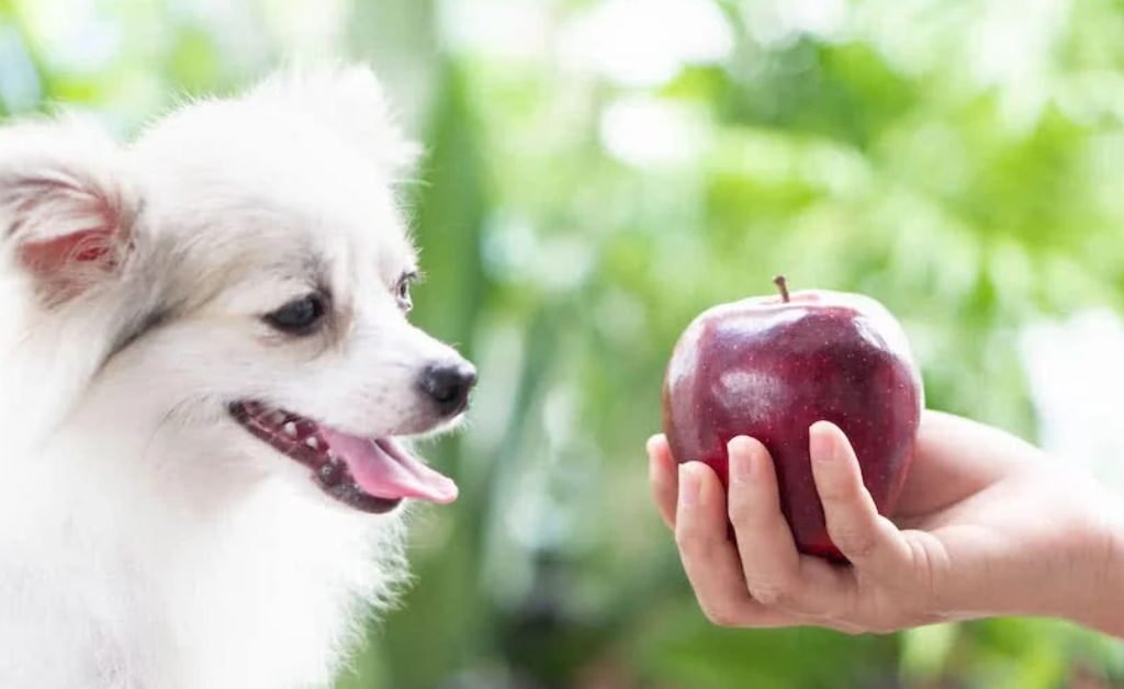 Can Dogs Eat Apples