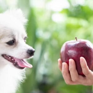 Can Dogs Eat Apples