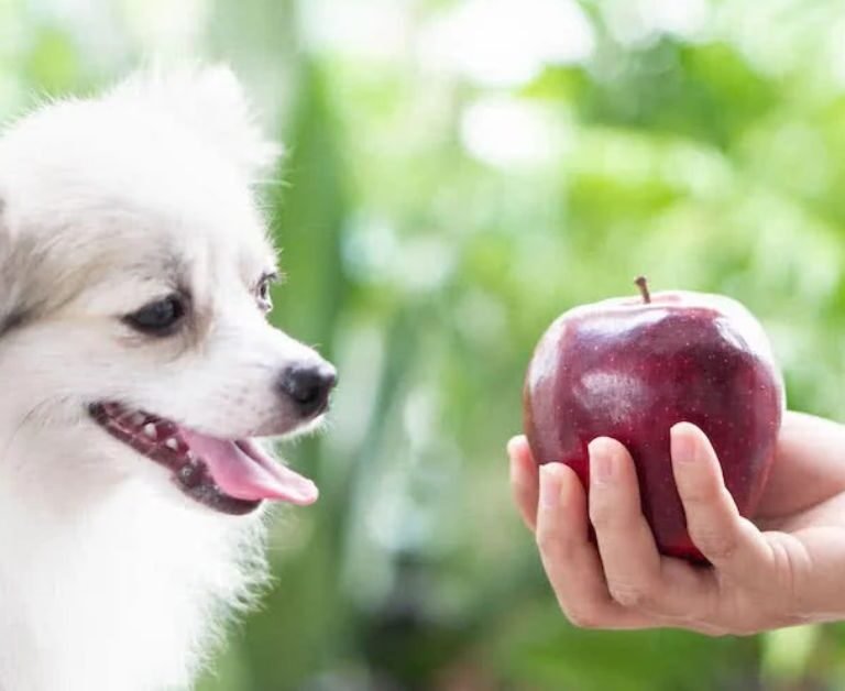 Can Dogs Eat Apples