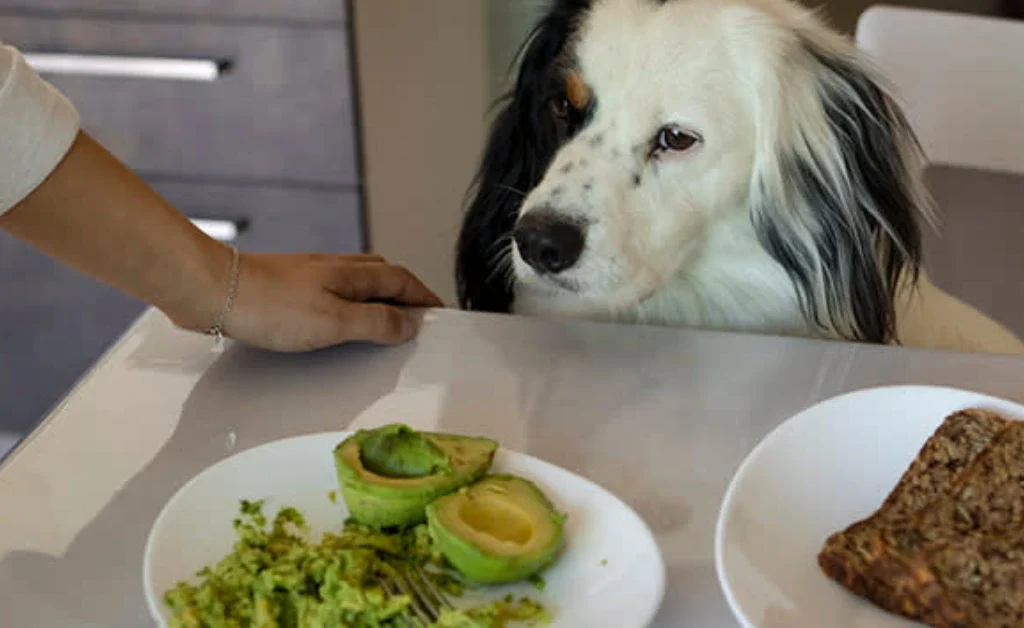 Can Dogs Eat Avocado?