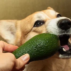 Can Dogs Eat Avocado?
