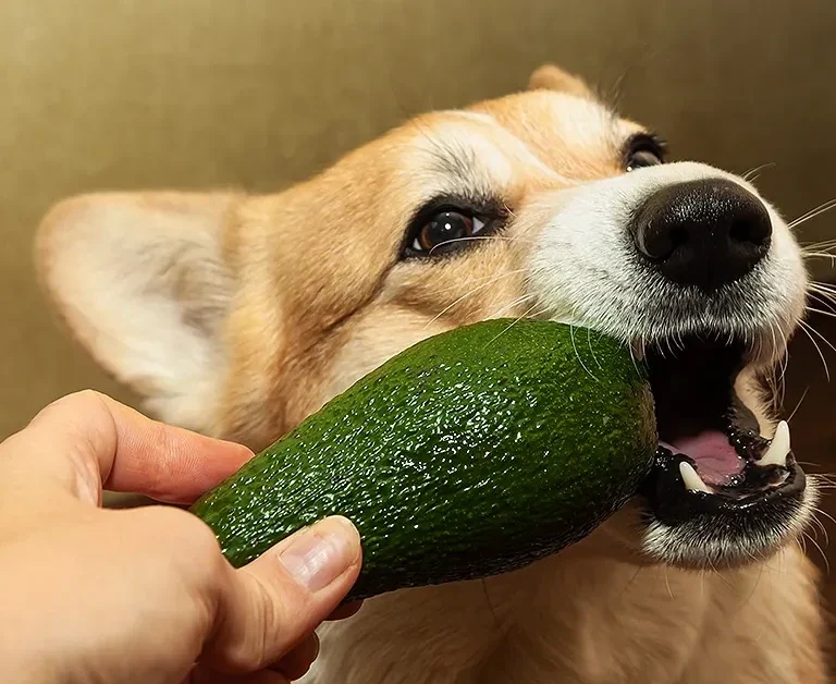 Can Dogs Eat Avocado?
