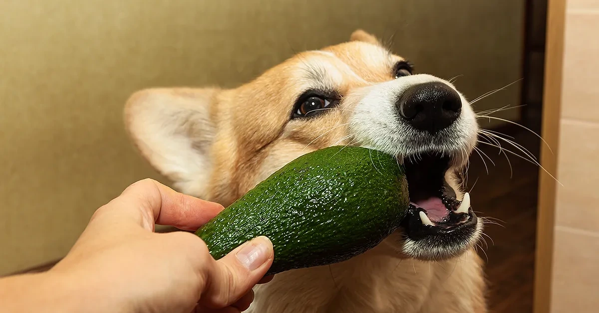 Can Dogs Eat Avocado?