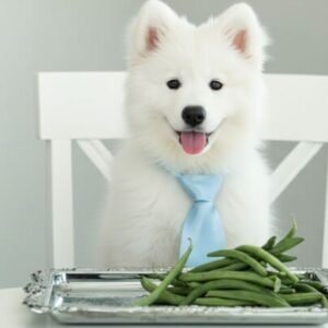 Can Dogs Eat Beans